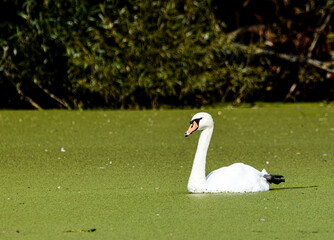Schwan auf See 