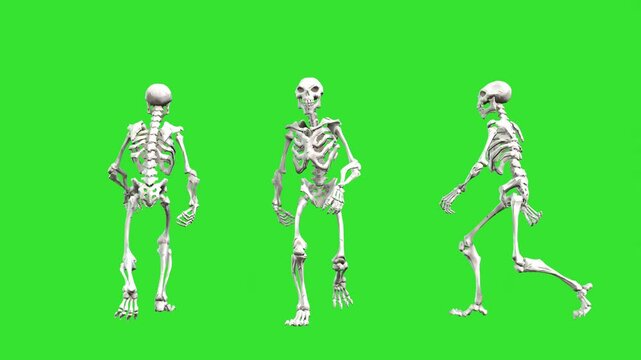 Walking motion od skeleton green screen or chroma key background video