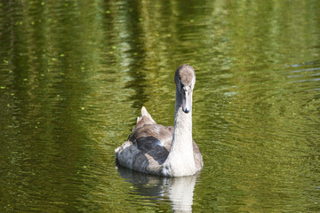 Junger Schwan auf einem Teich Tierfotografie Naturfotografie Wildvogel Wildtier Wildlife