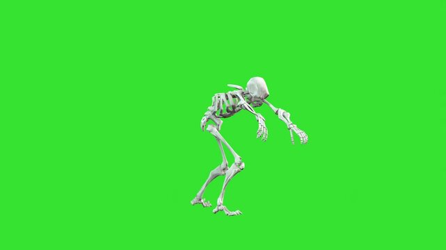 Right side view walking like infected zombie skeleton green screen or chroma key video clip motion art background