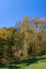 Fototapeta premium falling falling foliage of trees in the fall of leaves, autumn park