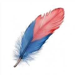 Close Up of a Single Blue and Red Feather on White Background