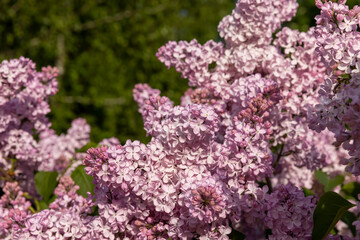 pink lilac in bloom, spring park with blooming pink lilac flowers in the spring, a group of flower inflorescences