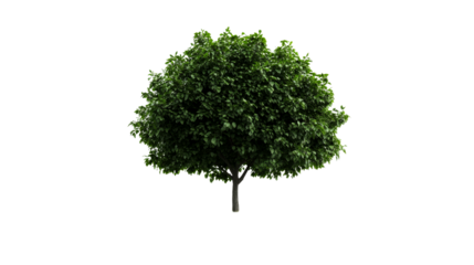 Lush green deciduous tree with dense foliage, cut out transparent
