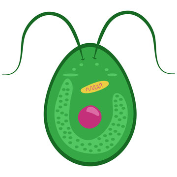 Euglena microorganism flat Illustration