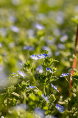 beautiful flowers with green grass and foliage in the summer season, plants blooming with small blue flowers