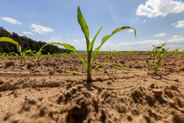 corn sprouts in a field near the forest, growing sweet corn in eastern Europe against a blue sky with clouds, side view