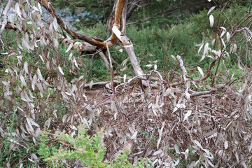 fallen eucalyptus tree branch with dead leaves lying in australian bushland