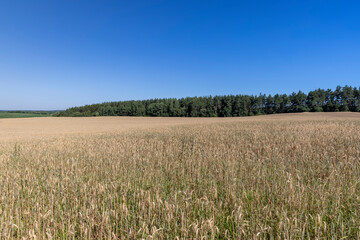 monocultural field with yellow and dry ears of ripe wheat in windy weather, blue sky, landscape photography