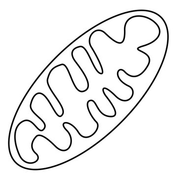 Mitochondria outline Icon Illustration