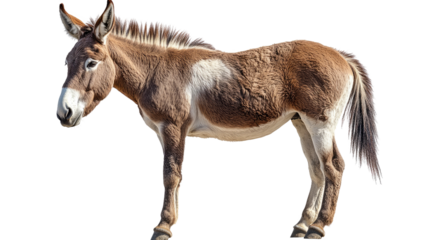 Majestic Donkey Portrait: A striking profile of a sturdy donkey, showcasing its unique coat pattern, alert ears, and gentle disposition, standing confidently against a bright background.
