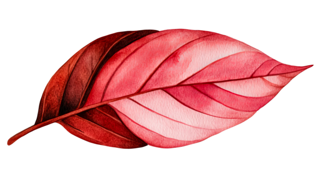 Watercolor painting of a vibrant red leaf, botanical art, cut out transparent