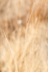 Fototapeta premium dried yellowed grass. Dry Grass Texture