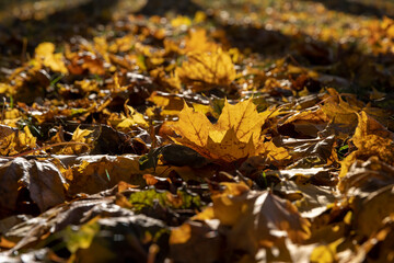 sunny day in the park during the autumn leaf fall, close up, side view