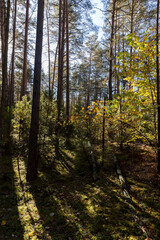 Fototapeta premium foliage of trees growing wild in the forest, The sun is shining from behind and creates long shadows.