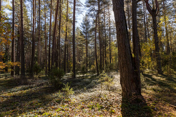 Fototapeta premium mixed forest, side view, landscape photography