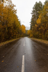Fototapeta premium a rural road in the forest in cloudy weather after rain, white stripes on the road