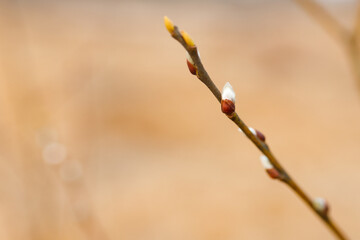 twig willow tree fluffy buds in spring on blur background