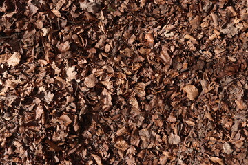 Brown Leaves Forest Floor Ground Dirt Texture Background