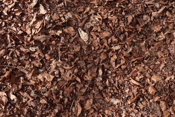 Brown Leaves Forest Floor Ground Dirt Texture Background