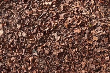 Brown Leaves Forest Floor Ground Dirt Texture Background