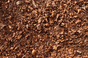 Brown Leaves Forest Floor Ground Dirt Texture Background