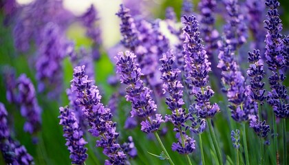 Obraz premium 美しいラベンダーの花畑、フォトジェニックな風景