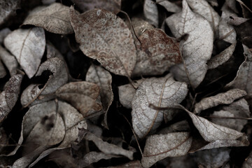 Dried grey leaves texture background