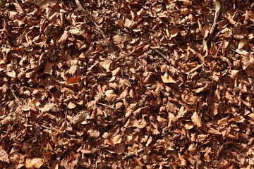 Brown Leaves Forest Floor Ground Dirt Texture Background