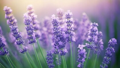 Obraz premium 美しいラベンダーの花畑 フォトジェニックな風景