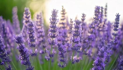 Naklejka premium 美しいラベンダーの花畑 フォトジェニックな風景