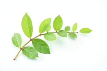 Fototapeta premium Small leafy sprig isolated on white background, botanical, leafy sprig, branch