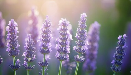 Fototapeta premium 美しいラベンダーの花畑 フォトジェニックな風景