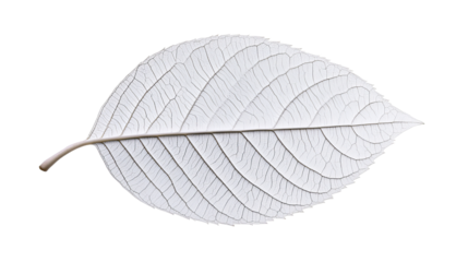 White leaf vein detail, organic pattern, dried tree leaf , cut out transparent