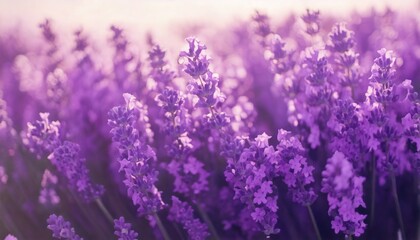 Obraz premium 美しいラベンダーの花畑 フォトジェニックな風景