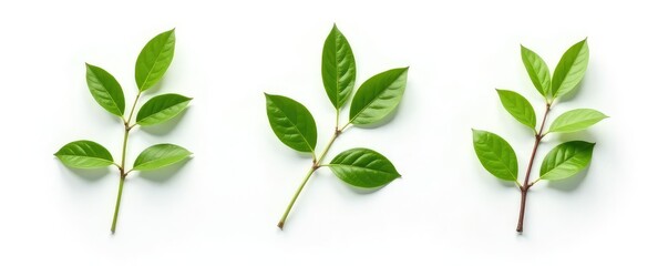 Fototapeta premium Three isolated branches on white background with subtle shadows, plant life, shadow effects