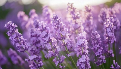 Obraz premium 美しいラベンダーの花畑 フォトジェニックな風景