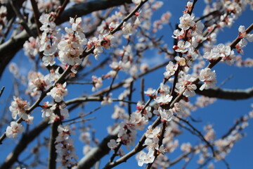 apricot blossom with bee on a bright spring day