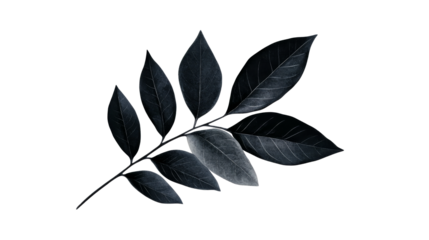 Ash tree branch with leaves isolated on black background, cut out transparent