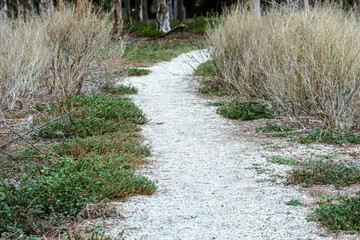 winding path through shrubbery in field
