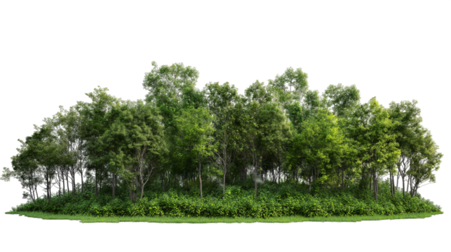 forest with different trees isolated  on white background , transparent png 