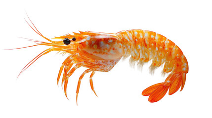 Shrimp’s Vibrant Close-up: A beautifully detailed shrimp against a pristine backdrop, revealing its intricate features and vibrant colors in this photorealistic macro shot.