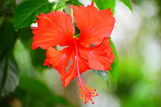 China rose, Hibiscus, Gudhal, ADHUL, ARHUL,  rose mallow, Hibiscus Rosa Sinensis Flower (Cemparati) (Jaba Kusum, Gudhal Phool)(Mandara Puvvu) ,dslr ,aditya yadav 