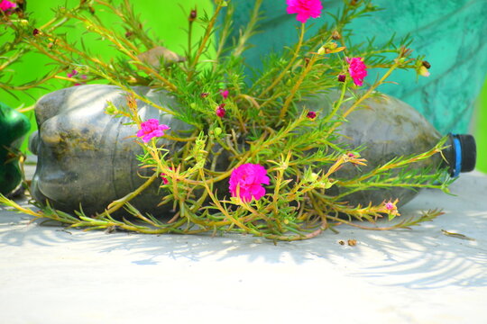 Sanjeevani booti, संजीवनी बूटी, Moss-rose purslane, Portulacaceae, sanjeevani plant, Plant , herb,green, dslr, pink , ADITYA YADAV