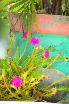 Sanjeevani booti, संजीवनी बूटी, Moss-rose purslane, Portulacaceae, sanjeevani plant, Plant , herb,green, dslr, pink , ADITYA YADAV