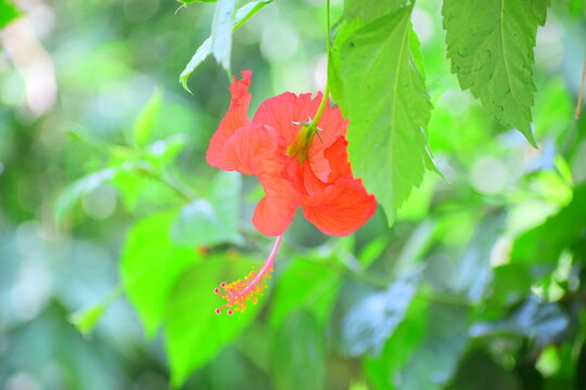 China rose, Hibiscus, Gudhal, ADHUL, ARHUL,  rose mallow, Hibiscus Rosa Sinensis Flower (Cemparati) (Jaba Kusum, Gudhal Phool)(Mandara Puvvu) ,dslr ,aditya yadav 