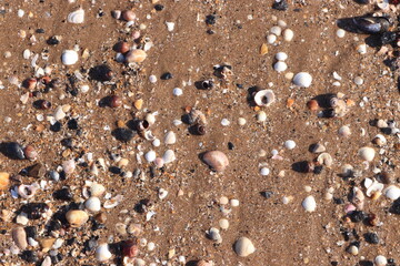Beach Seashells Sand Shore Coast Texture Background 
