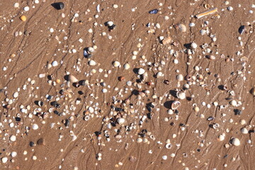 Beach Seashells Sand Shore Coast Texture Background 