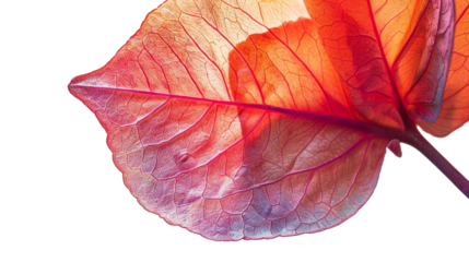 Hoja transparente con tonos rojos y líneas detalladas.