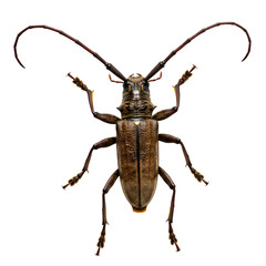 Longhorn Beetle with Extremely Long Antennae on White Background